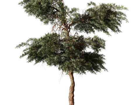 Olea earopaea tree vol 41 3D Model