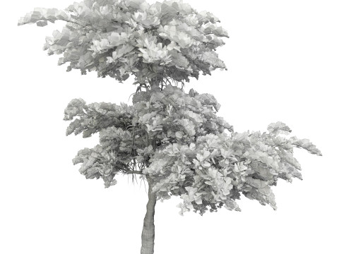 Olea earopaea tree vol 41 3D Model