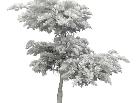 Olea earopaea tree vol 41 3D Model