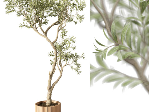 Indoor Plant 668 3D मॉडल