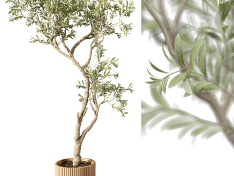 Indoor Plant 668 3D Model