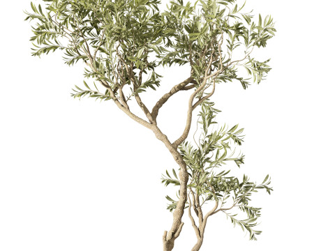 Indoor Plant 668 3D Model