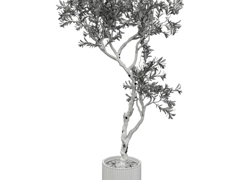 Indoor Plant 668 3D Model