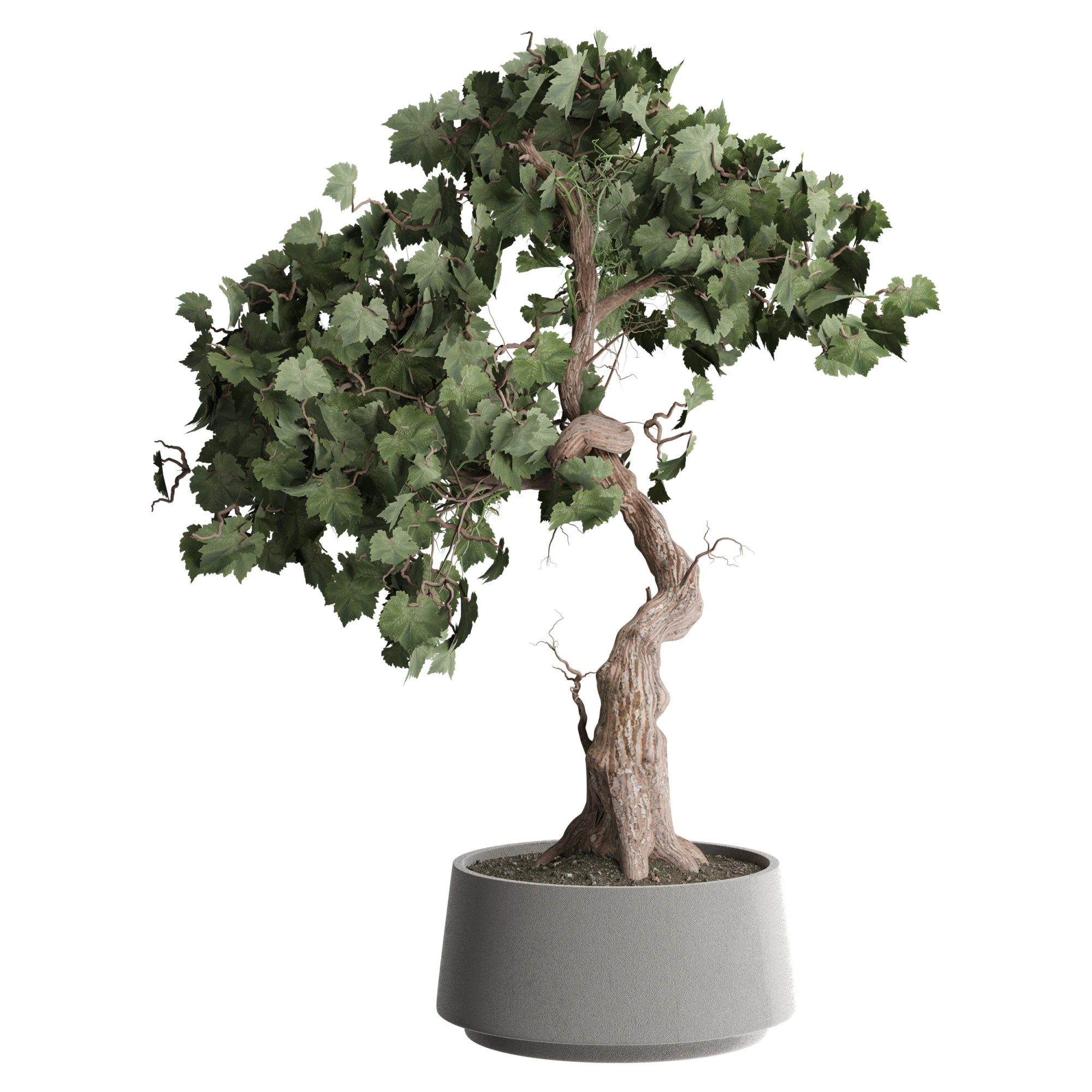 Indoor Plant 667 3D Model .c4d .max .obj .3ds .fbx .stl .blend