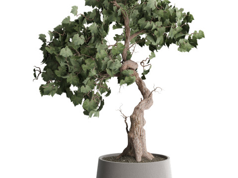 Indoor Plant 667 3D Model