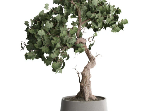 इंडोर प्लांट 667 3D मॉडल