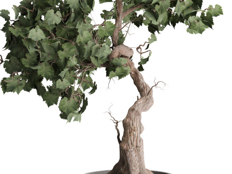 Indoor Plant 667 3D Model