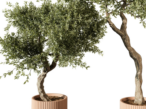 Indoor Plant 666 3D Model