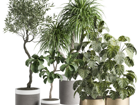 Indoor Plant 665 Modello 3D