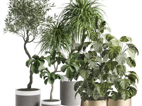 Комнатное растение 665 3D Модель