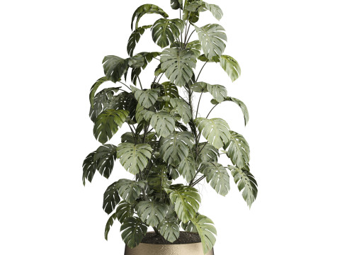 Indoor Plant 665 3D Модель