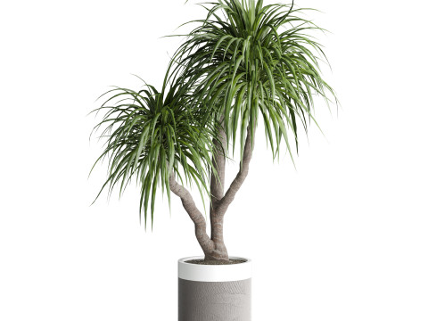 Indoor Plant 665 3D Модель