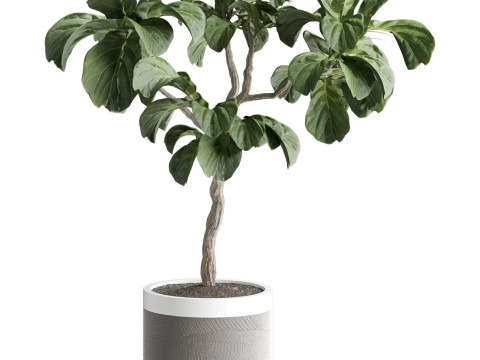 Indoor Plant 665 3D Модель