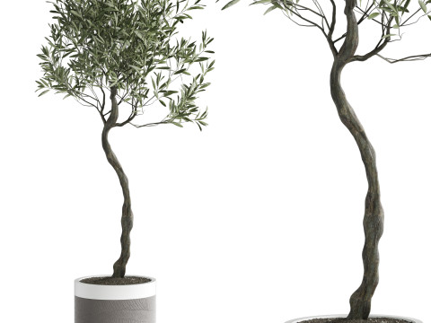 Indoor Plant 665 3D Модель