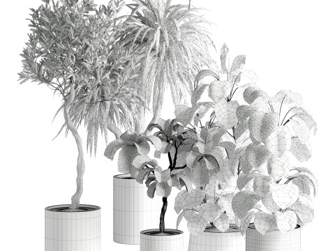 Indoor Plant 665 3D Модель
