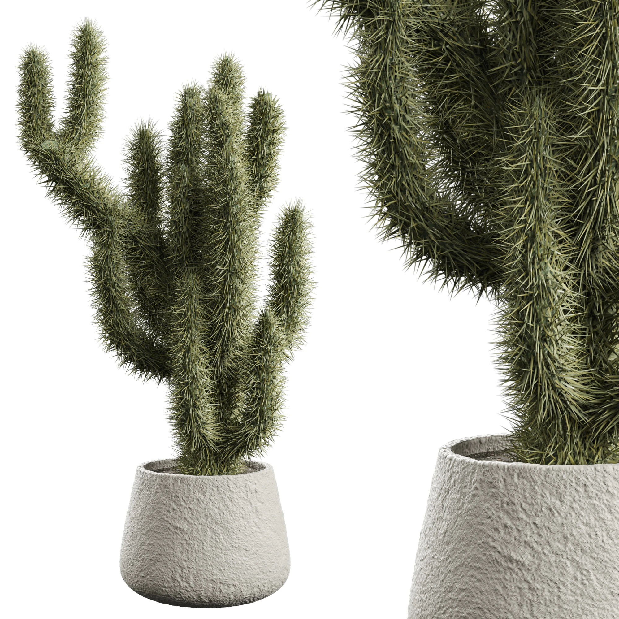 Cactus indoor Plant 664 3D Model .c4d .max .obj .3ds .fbx .stl .blend 