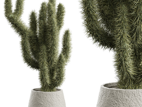 Cactus indoor Plant 664 Modelo 3D