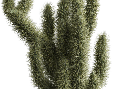 Cactus indoor Plant 664 3D मॉडल