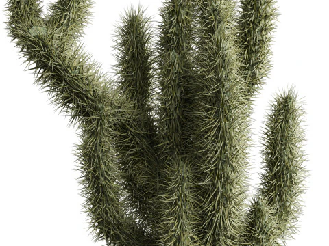 Cactus indoor Plant 664 3D Model