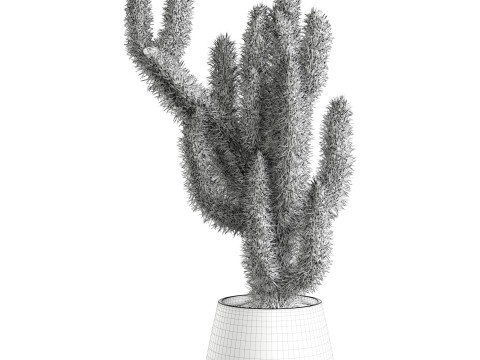 Cactus indoor Plant 664 3D मॉडल