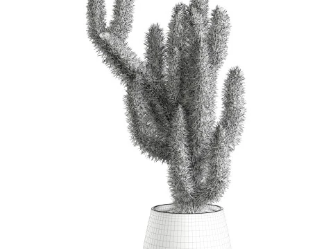 Cactus indoor Plant 664 3D Model