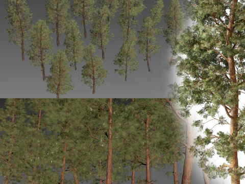 Pine tree pack vol 01 3D Model