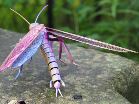 Meganeura Giant Prehistoric Dragonfly 3D Print Model