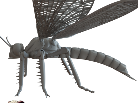 Meganeura Giant Prehistoric Dragonfly 3D Print Model