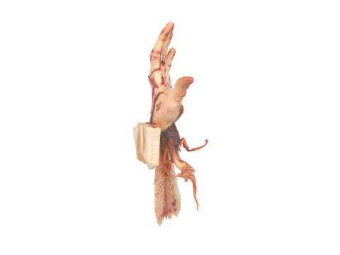 3D Rotting Zombie Arm Prop with Exposed Bones and Maggot Infestation 3D Model