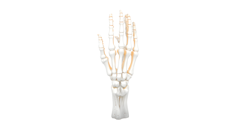 3D Articulated Skeleton Hand Candlestick Model with Bone Fingers Metallic Wick and White Resin 3D 모델 .c4d .max .obj .3ds .fbx .stl .blend