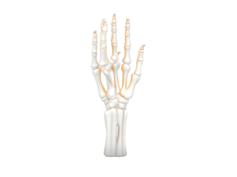 3D Articulated Skeleton Hand Candlestick Model with Bone Fingers Metallic Wick and White Resin 3D 모델