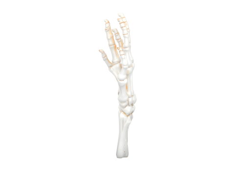 3D Articulated Skeleton Hand Candlestick Model with Bone Fingers Metallic Wick and White Resin 3D 모델