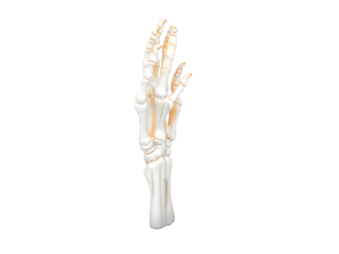 3D Articulated Skeleton Hand Candlestick Model with Bone Fingers Metallic Wick and White Resin 3D 모델