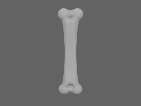 Realistic 3D Anatomy Model of Skeleton Leg Bone with Detailed Joints Marrow Exposure and Crack Patte 3Dモデル