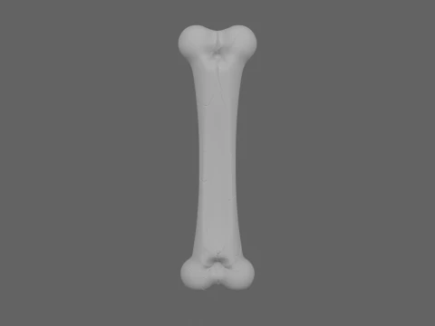 Realistic 3D Anatomy Model of Skeleton Leg Bone with Detailed Joints Marrow Exposure and Crack Patte 3D Model