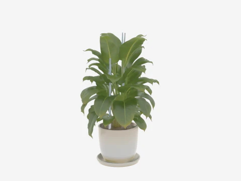 3D tropische planten keramische plantenbak en afvoerbak voor bankieren 3D Model