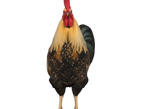 Yanard&ouml;ner T&uuml;yl&uuml; &Ccedil;iftlik Horozu 3D Model