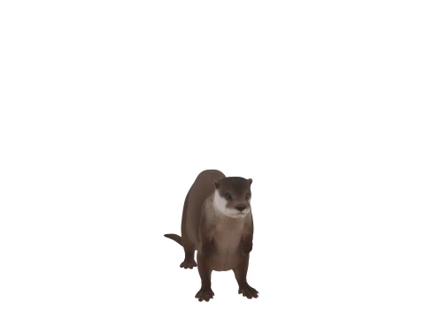 Eurasian Otter Realistic Fur Turnaround 3D Model