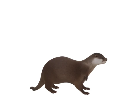 Eurasian Otter Realistic Fur Turnaround 3D Model