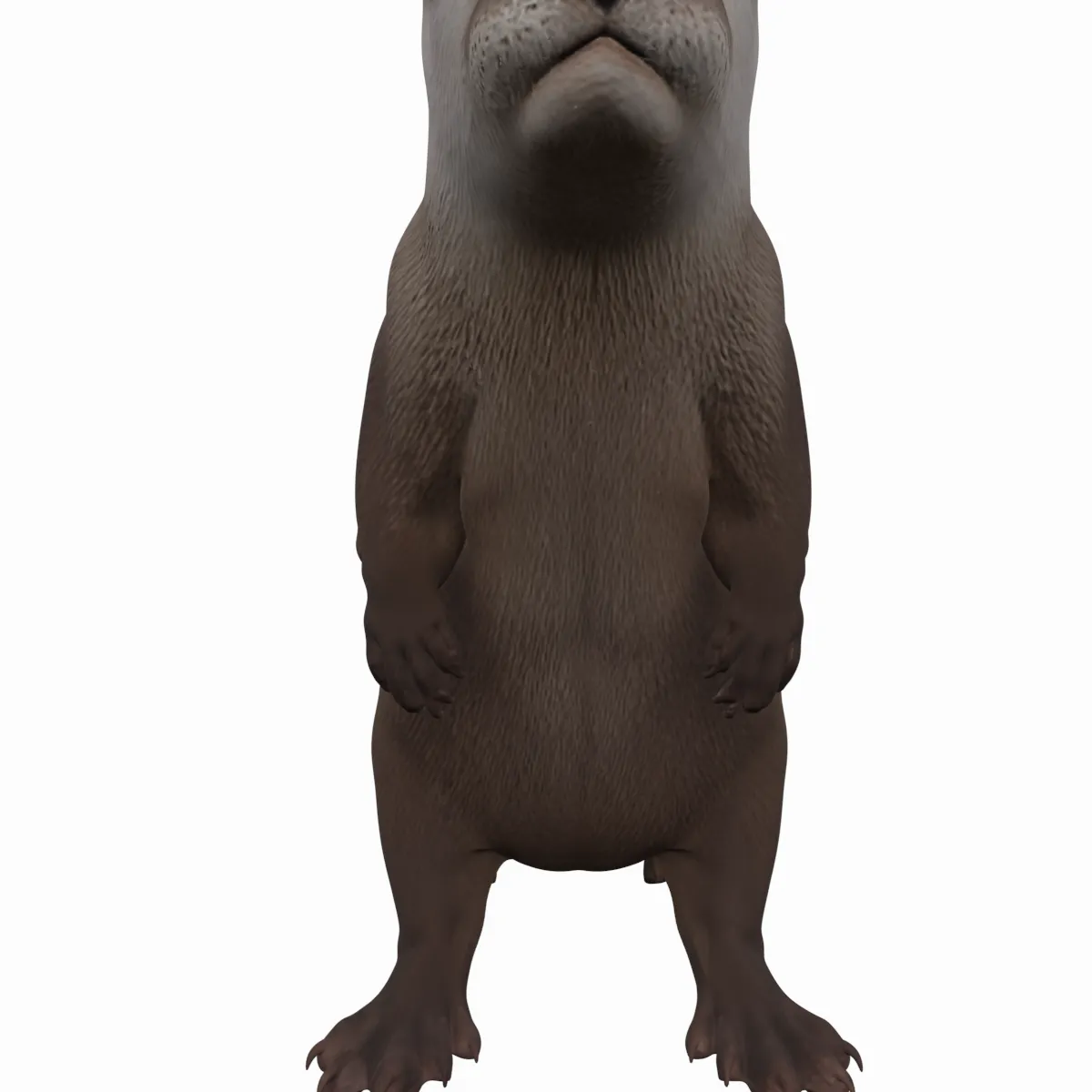 Eurasian Otter Realistic Fur Turnaround 3D Model .c4d .max .obj .3ds .fbx .stl .blend