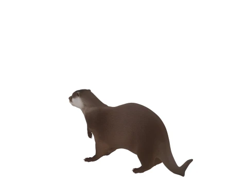 Eurasian Otter Realistic Fur Turnaround 3D Model