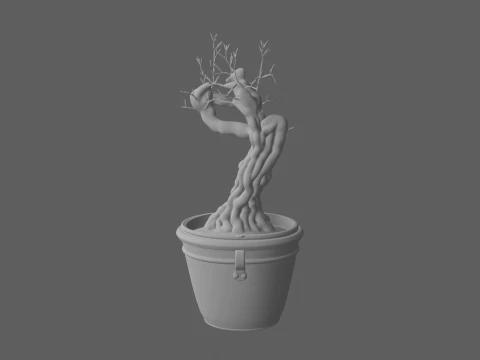 Potted Camellia Japonica with Red Blooms 3D Model