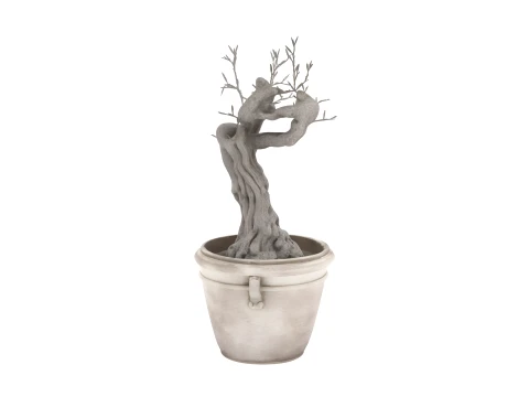Potted Camellia Japonica with Red Blooms 3D Model