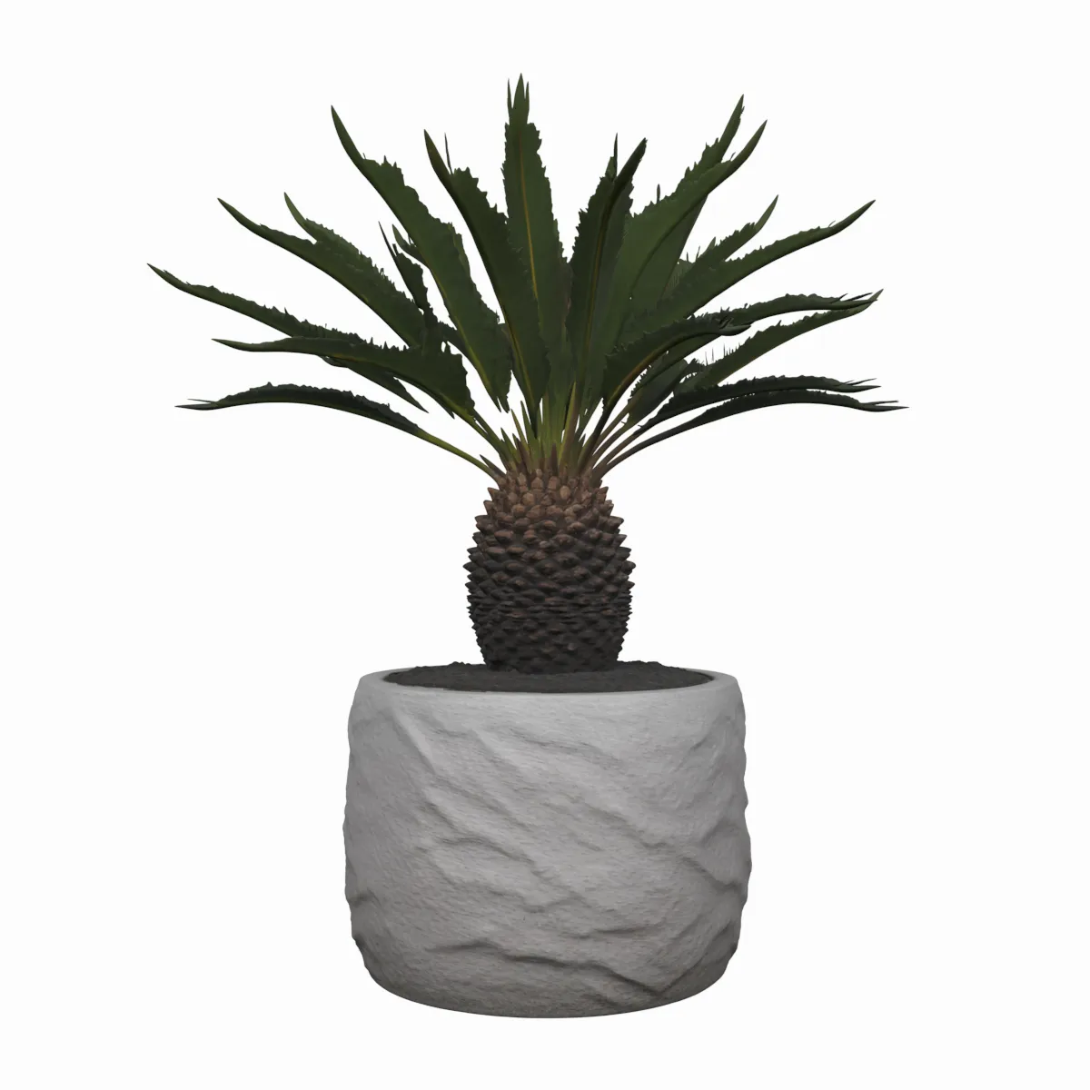 Cycas Revoluta Sago Palm in Granite Pot 3D Model .c4d .max .obj .3ds .fbx .stl .blend 