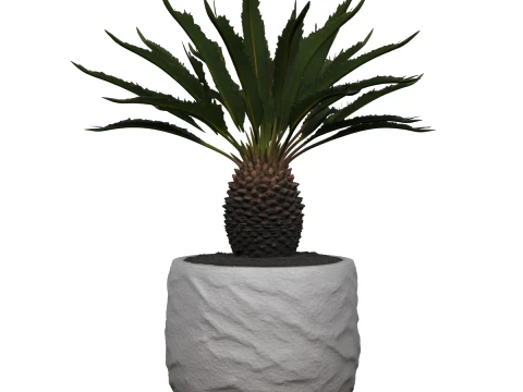 Cycas Revoluta Sago Palm in Granite Pot 3D Model