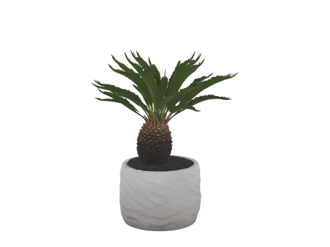 Cycas Revoluta Sago Palm in Granite Pot 3D Model