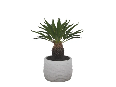 Cycas Revoluta Sago Palm in Granite Pot 3D Model