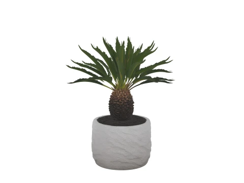 Cycas Revoluta Sago Palm in Granite Pot 3D Model