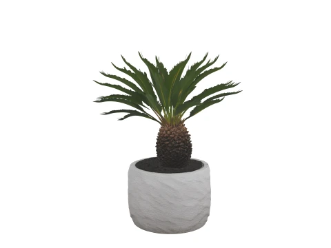 Cycas Revoluta Sago Palm in Granite Pot 3D Model