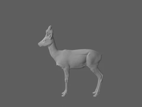 Kadife Boynuzlu Gen&ccedil; Karaca Ger&ccedil;ek&ccedil;i 3D Model